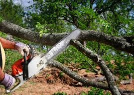 Best Tree Disease Treatment  in Chehalis, WA