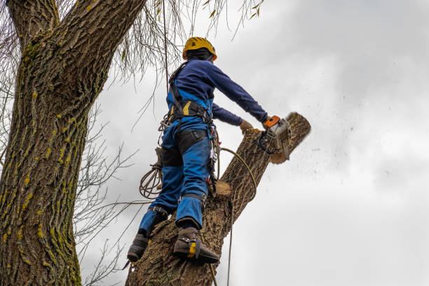 Best Storm Damage Tree Cleanup  in Chehalis, WA