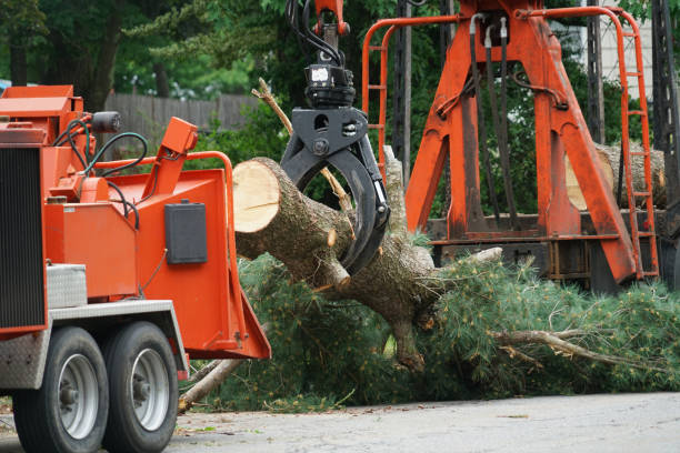 Best Utility Line Clearance  in Chehalis, WA