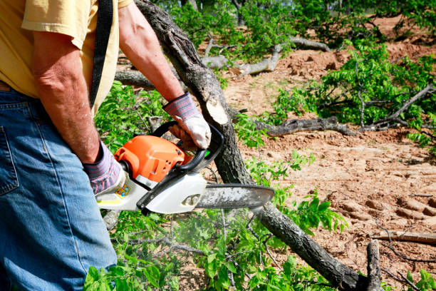 Chehalis, WA Tree Services Company